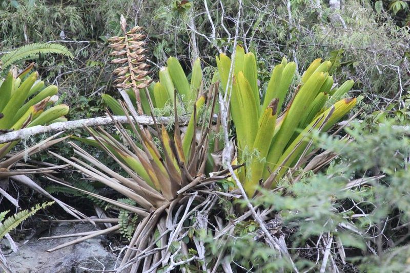 Vriesea macrostachya, photographed by Abby Darrah