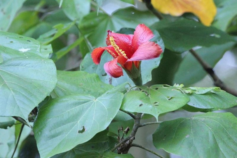 Hibiscus elatus, photographed by Abby Darrah