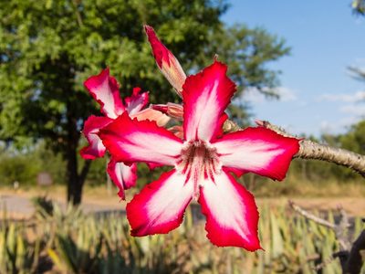 Adenium multiflorum, photographed by Dan Harville