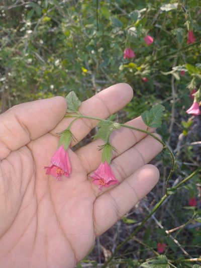 Hibiscus poeppigii, photographed by Juan Cruzado Cortés