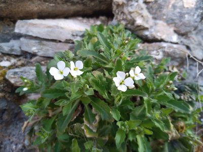 Arabis caucasica
