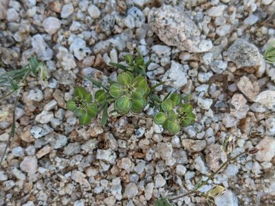 Lepidium nitidum, photographed by Alix Kosmala