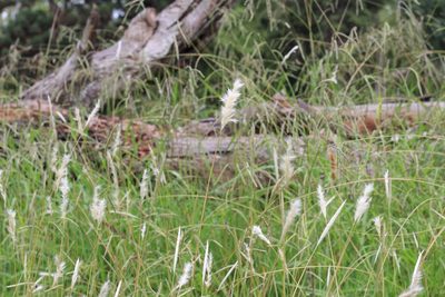 Bothriochloa laguroides, photographed by Romi Galeota Lencina