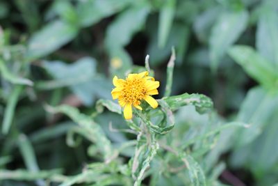 Wedelia glauca, photographed by Romi Galeota Lencina