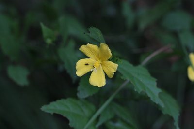 Pavonia sepium, photographed by Romi Galeota Lencina