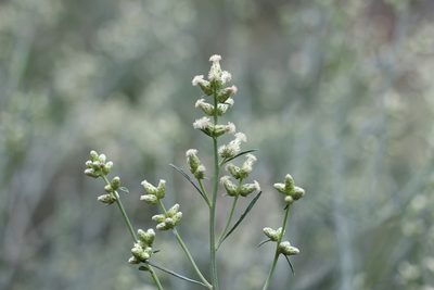 Baccharis spicata, photographed by Romi Galeota Lencina
