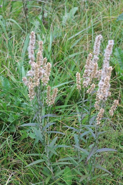 Pterocaulon cordobense, photographed by Romi Galeota Lencina