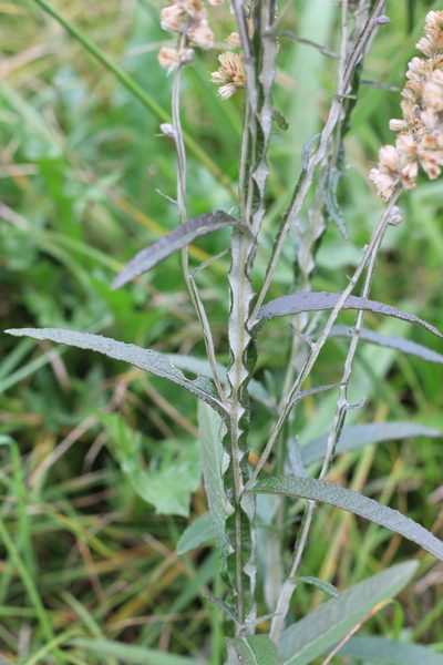 Pterocaulon cordobense, photographed by Romi Galeota Lencina