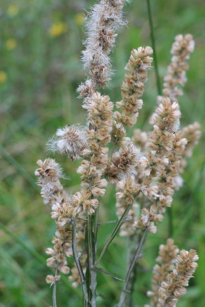 Pterocaulon cordobense, photographed by Romi Galeota Lencina