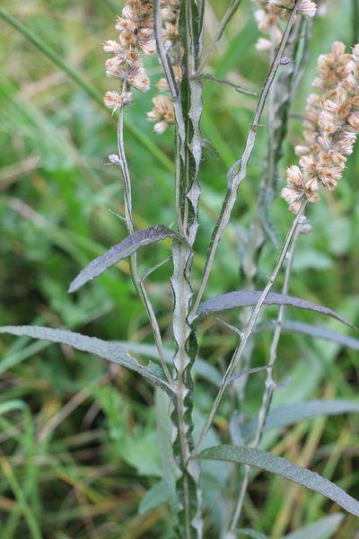 Pterocaulon cordobense, photographed by Romi Galeota Lencina