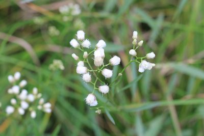 Baccharis glutinosa, photographed by Romi Galeota Lencina