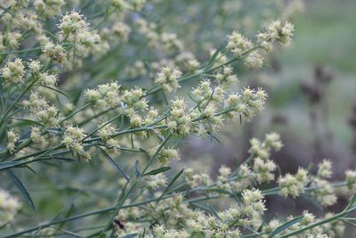 Baccharis spicata, photographed by Romi Galeota Lencina