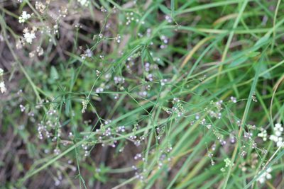 Verbena litoralis, photographed by Romi Galeota Lencina