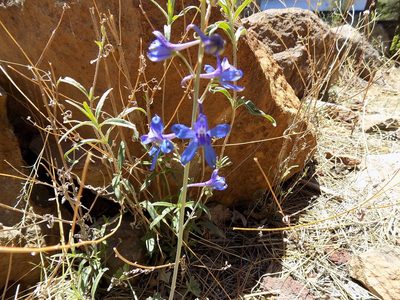 Delphinium scaposum, photographed by Elizabeth LaGro