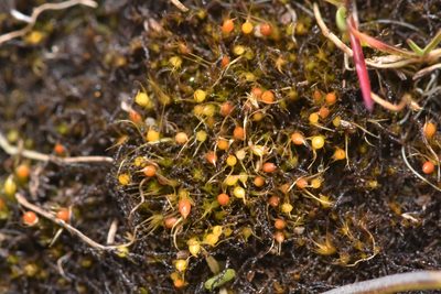 Pleuridium acuminatum, photographed by Braden J. Judson