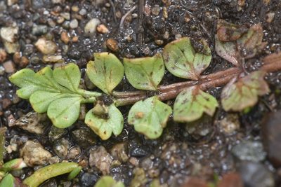 Limnanthes macounii, photographed by Braden J. Judson