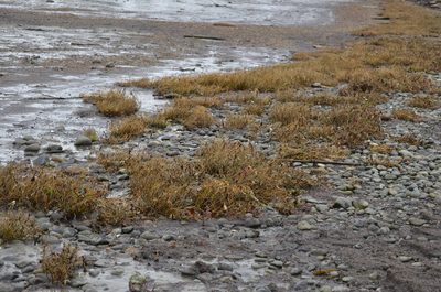 Salicornia pacifica, photographed by Liam Steele