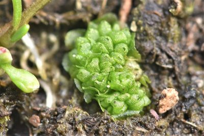 Sphaerocarpos texanus, photographed by Braden J. Judson