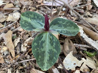 Trillium foetidissimum, photographed by Daniel Patterson