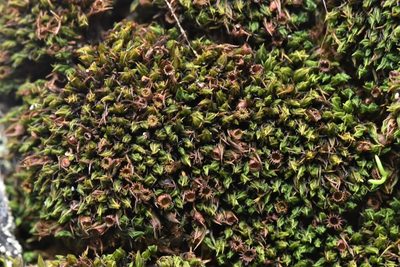 Schistidium maritimum, photographed by Braden J. Judson