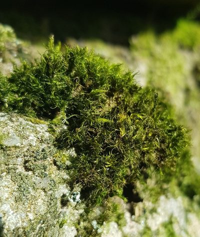 Campylopus flexuosus, photographed by Helen Waterman