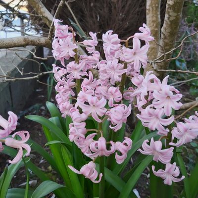 Hyacinthus orientalis, photographed by Avery Watkins