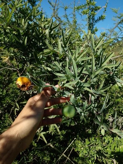 Passiflora mooreana, photographed by Tomás Carranza Perales
