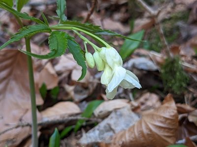 Cardamine kitaibelii, photographed by Attila Oláh