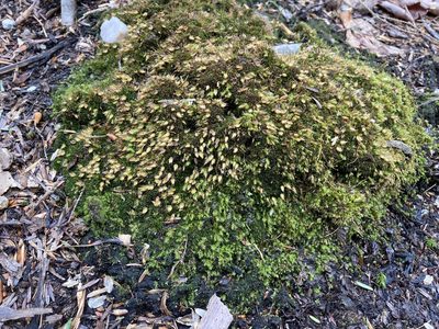Diphyscium foliosum, photographed by JSReiff
