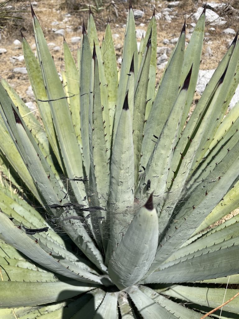 Agave collina, photographed by Rafael Cano