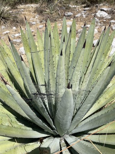 Agave collina, photographed by Rafael Cano