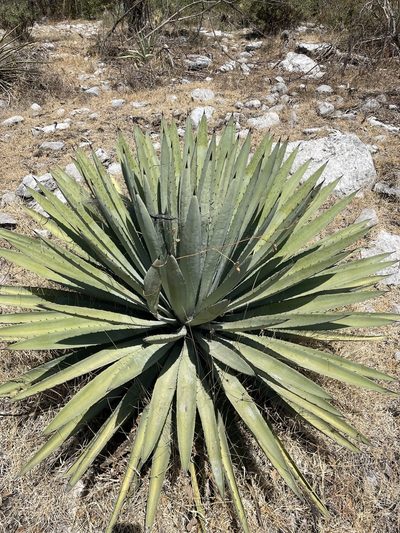 Agave collina, photographed by Rafael Cano