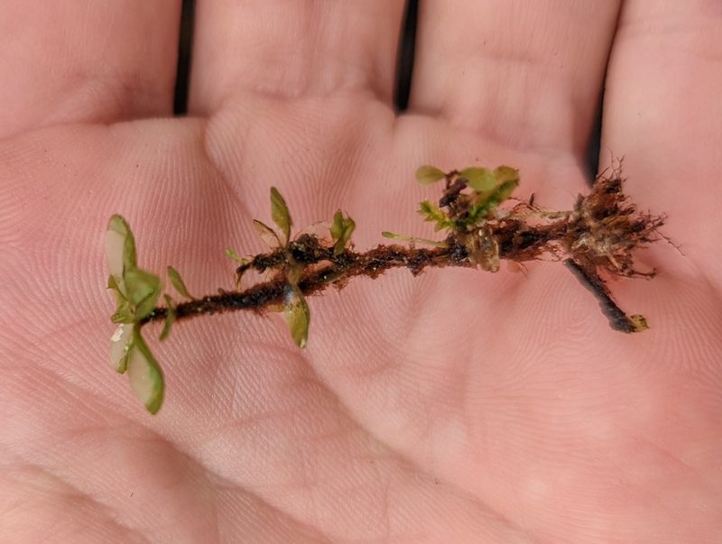 Rhizomnium magnifolium, photographed by Braden J. Judson