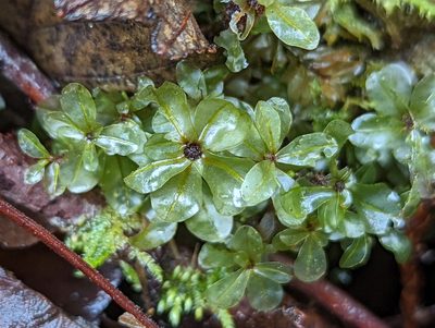 Rhizomnium magnifolium, photographed by Braden J. Judson
