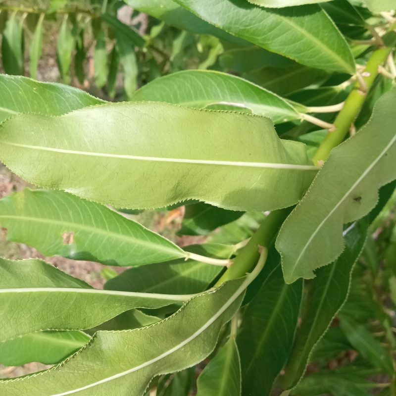 Sapium glandulosum, photographed by Sergio Olalde