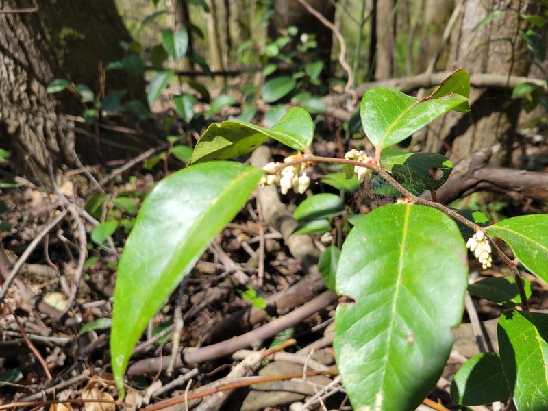Leucothoe axillaris, photographed by Anthony A Simmons