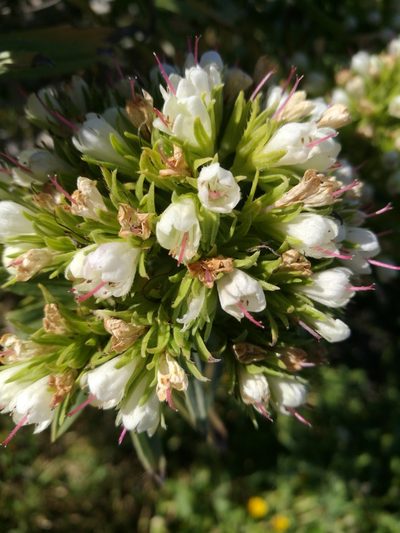 Echium brevirame, photographed by Ina Siebert