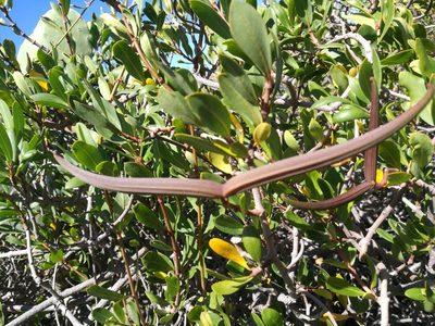 Periploca laevigata