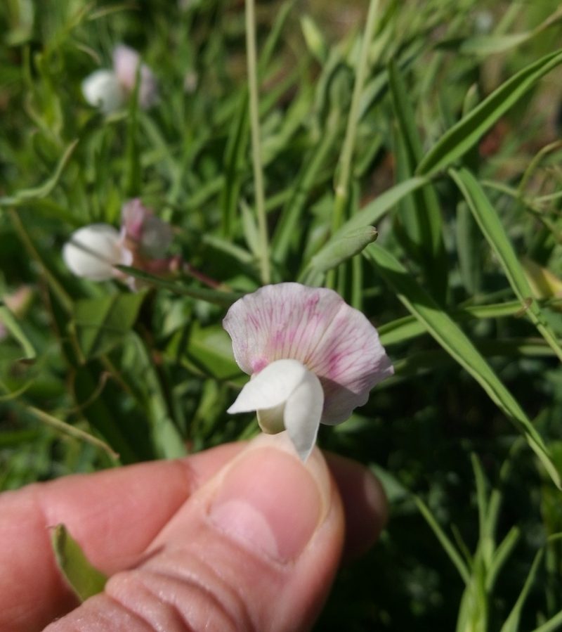 Lathyrus sativus, photographed by Ina Siebert