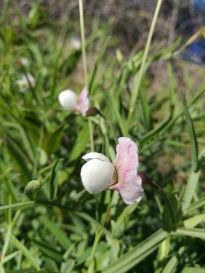 Lathyrus sativus, photographed by Ina Siebert