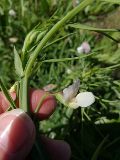 Lathyrus sativus, photographed by Ina Siebert