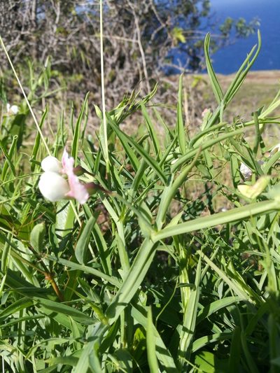 Lathyrus sativus, photographed by Ina Siebert