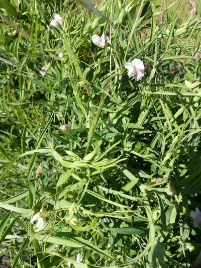 Lathyrus sativus, photographed by Ina Siebert