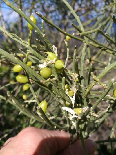 Retama rhodorhizoides, photographed by Ina Siebert