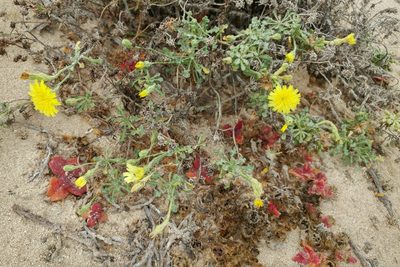 Malacothrix incana, photographed by Casey H. Richart