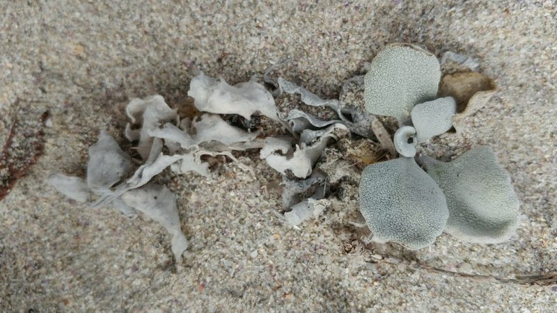 Dithyrea maritima, photographed by Casey H. Richart