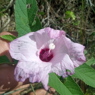 Hibiscus striatus, photographed by Sergio Olalde