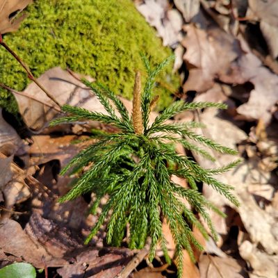 Dendrolycopodium hickeyi, photographed by Matt Pelikan