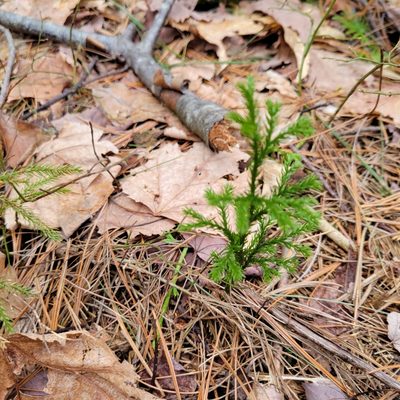 Dendrolycopodium hickeyi, photographed by Matt Pelikan