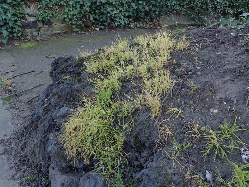 Poa infirma, photographed by Daniel Cahen